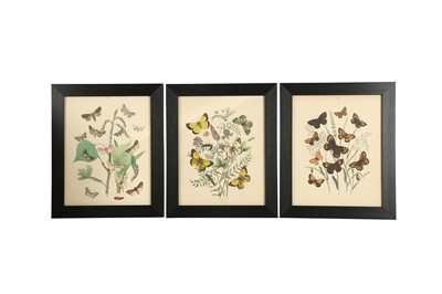 Lot 317 - A COLLECTION OF TWELVE PRINTED AND COLOURED PLATES OF BUTTERFLIES (19TH CENTURY)