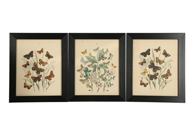 Lot 317 - A COLLECTION OF TWELVE PRINTED AND COLOURED PLATES OF BUTTERFLIES (19TH CENTURY)