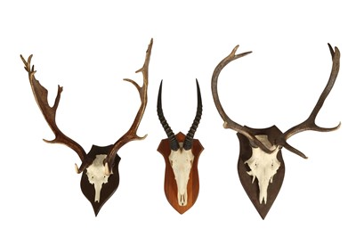 Lot 256 - A GROUP OF THREE MOUNTED HORNS & ANTLERS