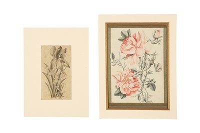 Lot 38 - TWO ALBUM PAGE STUDIES OF FLOWERS