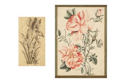 Lot 38 - TWO ALBUM PAGE STUDIES OF FLOWERS