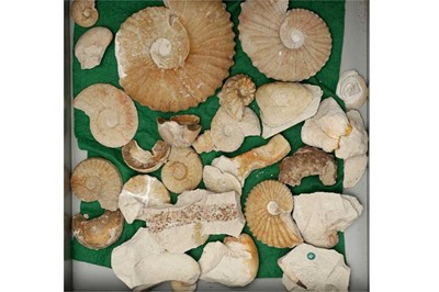 Lot 439 - A LARGE FOSSIL COLLECTION