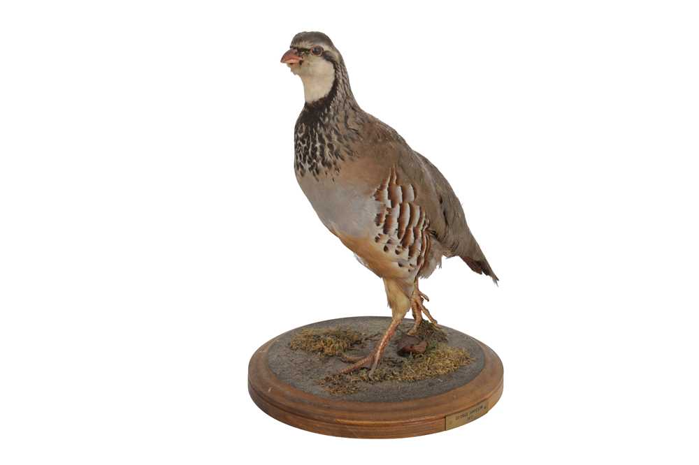 Lot 444 - A TAXIDERMY RED-LEGGED PARTRIDGE (ALECTORIS RUFA)