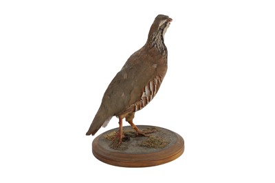 Lot 444 - A TAXIDERMY RED-LEGGED PARTRIDGE (ALECTORIS RUFA)