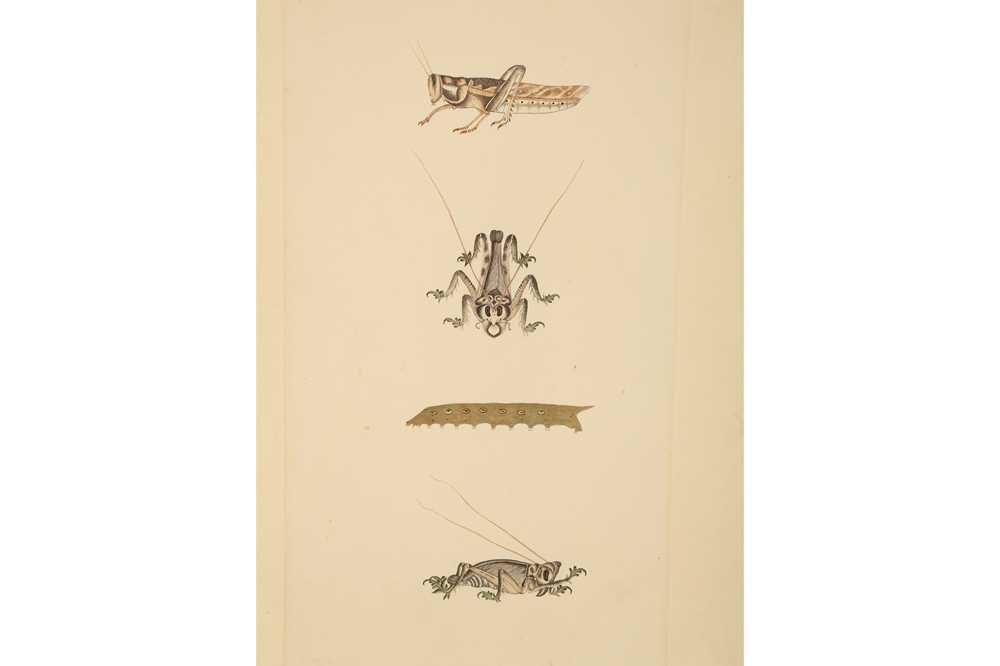 Lot 380 - A STUDY OF A LOCUST, A GRASSHOPPER, AND A CATERPILLAR