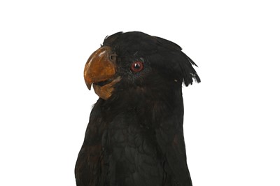 Lot 664 - A TAXIDERMY MALE RED-TAILED BLACK COCKATOO