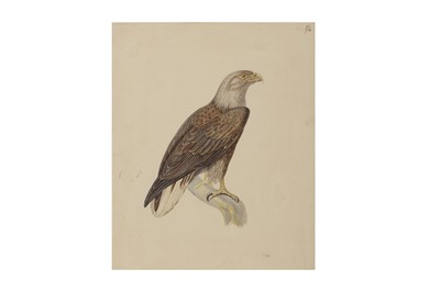 Lot 74 - A COLLECTION OF SEVEN ORNITHOLOGICAL WATERCOLOURS