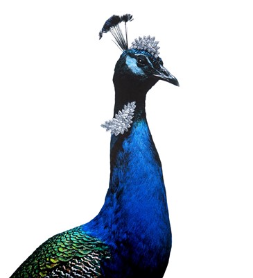 Lot 663 - A PAIR OF TAXIDERMY PEACOCKS  FROM HARRY WINSTON JEWELLERS CAMPAIGN 2007-2008