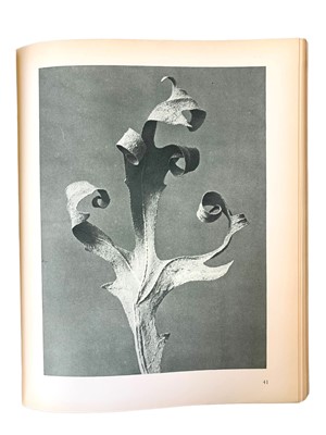 Lot 305 - Blossfeldt (Karl) Urformen der Kunst. Photographische Pflanzenbilder