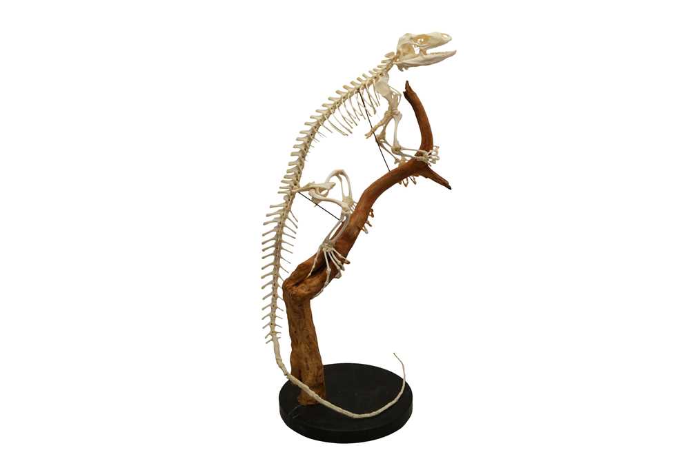 Lot 160 - TAXIDERMY: IGUANA (IGUANA)