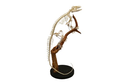 Lot 1712 - TAXIDERMY: IGUANA (IGUANA)