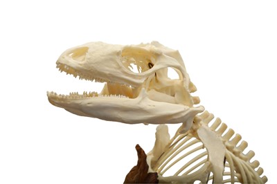 Lot 160 - TAXIDERMY: IGUANA (IGUANA)