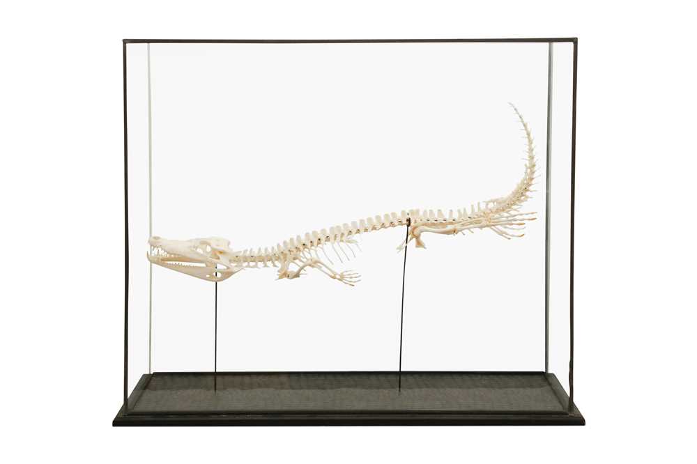 Lot 158 - TAXIDERMY: DWARF CAIMEN (PALEOSUCHUS PALPEBROSUS)