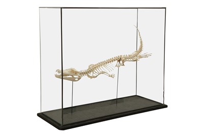 Lot 158 - TAXIDERMY: DWARF CAIMEN (PALEOSUCHUS PALPEBROSUS)