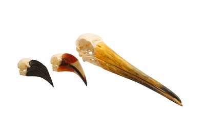 Lot 1715 - TAXIDERMY: GROUP OF THREE BIRD SKULLS