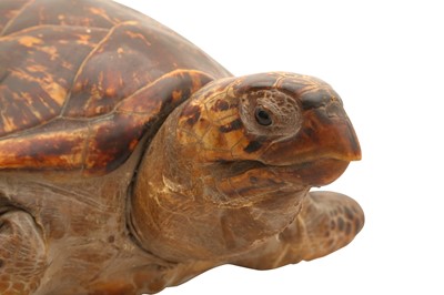 Lot 156 - TAXIDERMY: HAWKSBILL TURTLE (ERETMOCHELYS IMBRICATA)