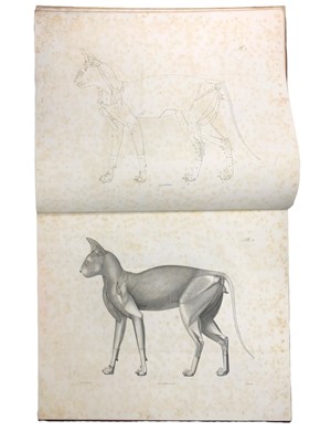 Lot 152 - Natural History.- Straus-Durckheim (Hercule)  Anatomie Descriptive et Comparative du Chat
