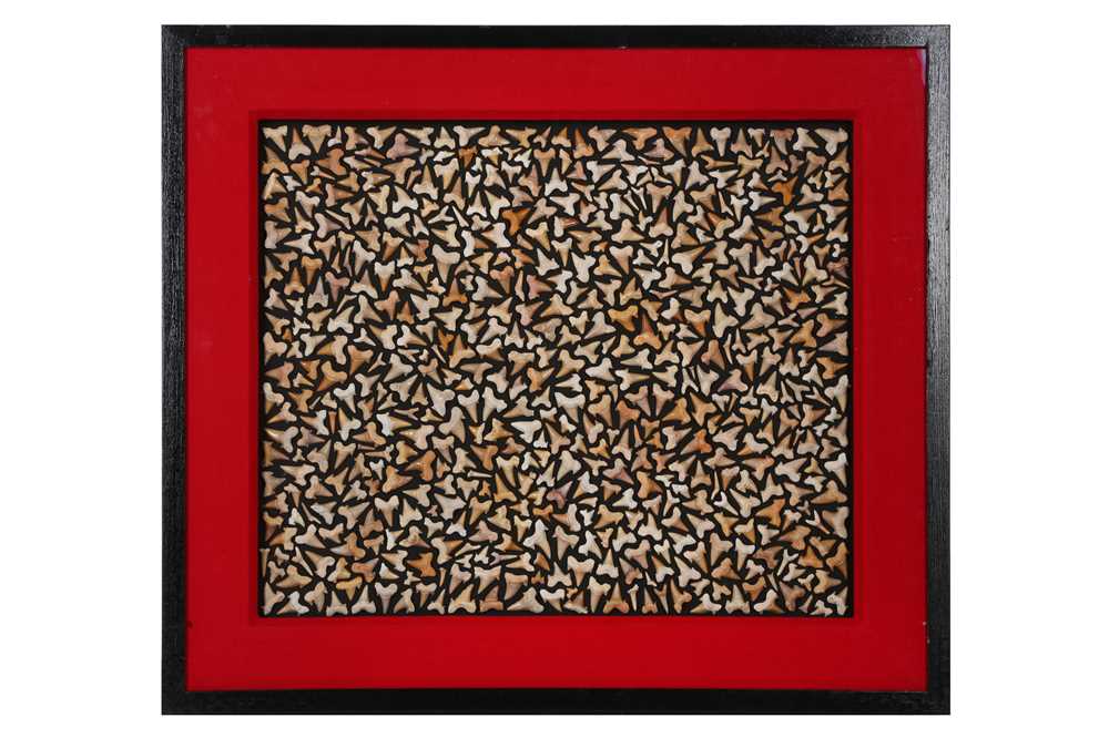 Lot 354 - A FOSSILISED SHARK TOOTH COLLAGE