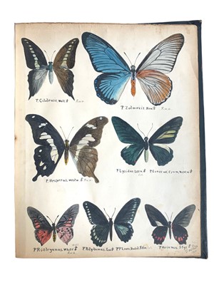 Lot 90 - Walker. Exotic Butterflies. original illustrations. 1908 & 1915