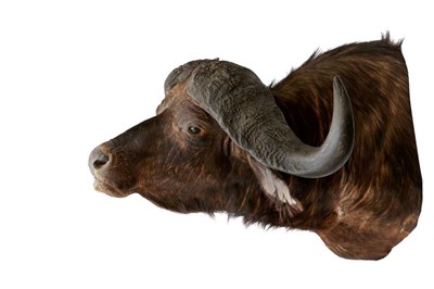 Lot 340 - TAXIDERMY: AFRICAN CAPE BUFFALO (SYNCERUS CAFFER CAFFER), MID-LATE 20TH CENTURY