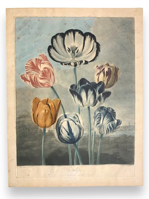 Lot 93 - Thornton (Robert John) Tulips