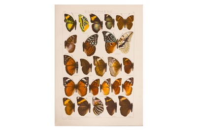 Lot 90 - Seitz. The Macrolepidoptera of the World, and other natural history.