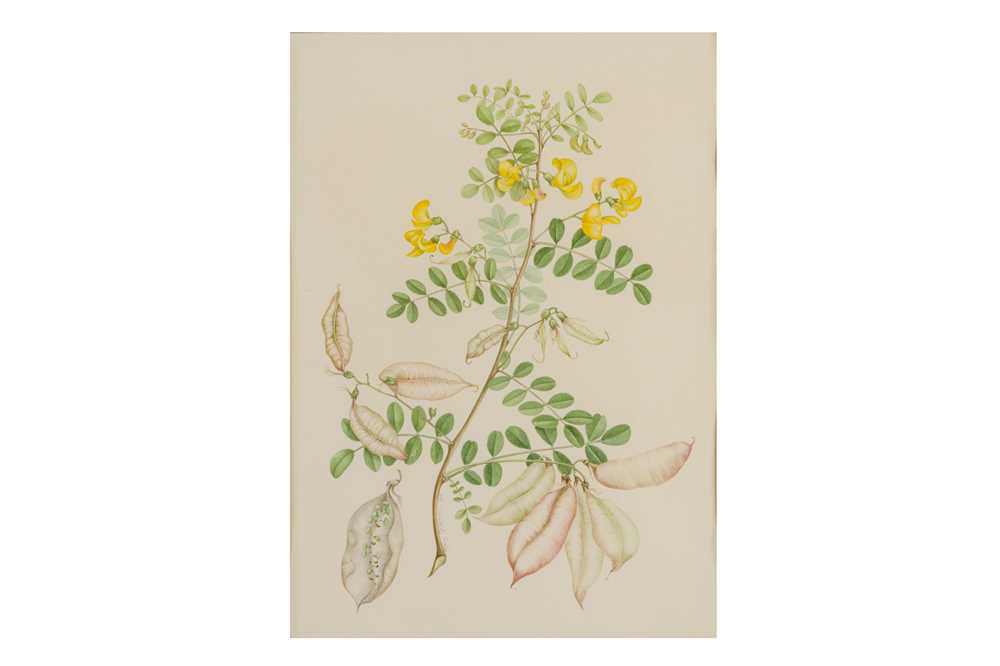 Lot 166 - MARY GRIERSON (BRITISH 1912-2012)