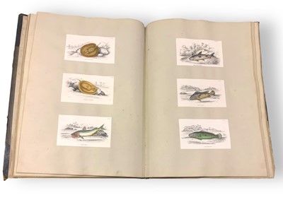 Lot 173 - Jardine (Sir William) Ichthyological Illustrations to Sir William Jardine’s Naturalist’s Library. British & Foreign