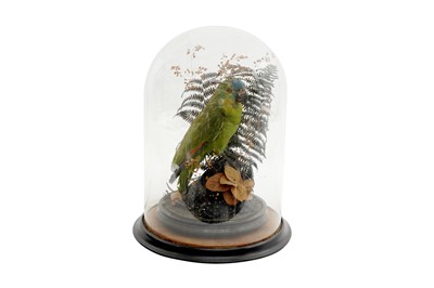 Lot 321 - A LATE VICTORIAN TAXIDERMY ORANGE-WINGED AMAZON PARROT