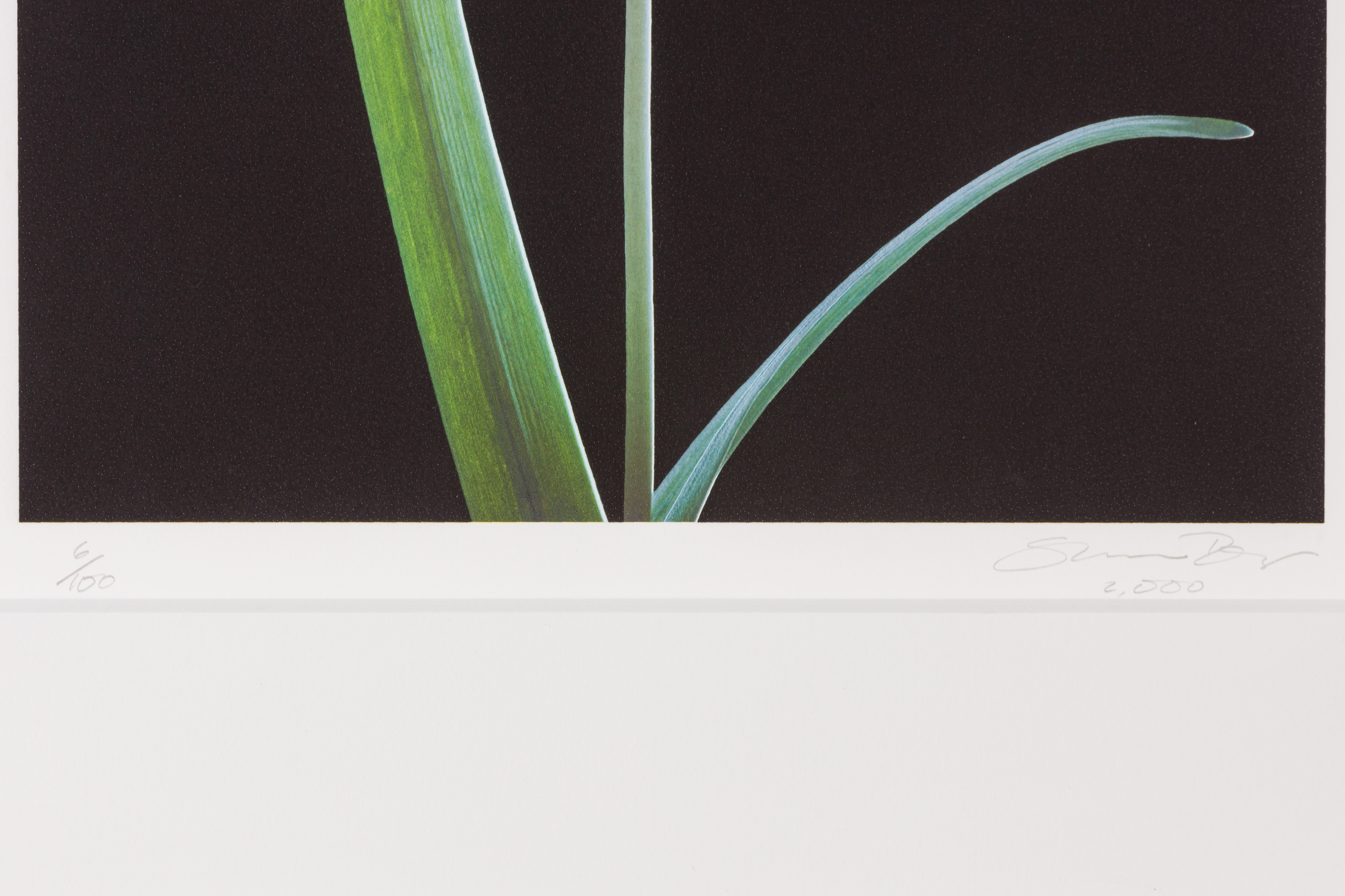 Lot 361 - Susan Derges (b.1955)