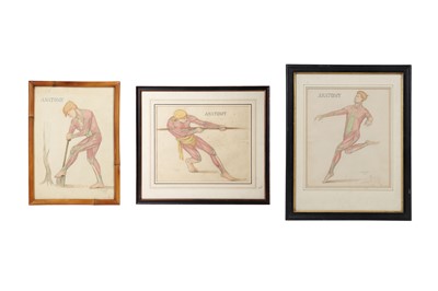 Lot 342 - A SET OF THREE EARLY 20TH CENTURY ANATOMICAL STUDIES