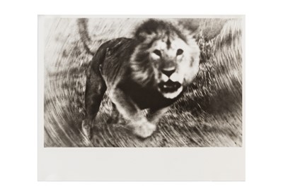 Lot 347 - Peter Beard (1938-2020)