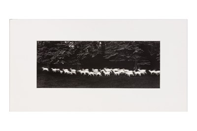 Lot 313 - Paul Caponigro (b.1932)