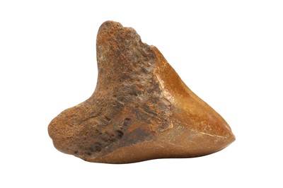 Lot 109 - A BROWN RIVER MEGALODON SHARK TOOTH FOSSIL