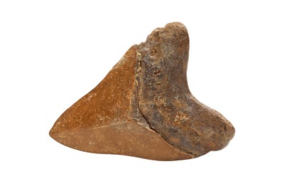 Lot 109 - A BROWN RIVER MEGALODON SHARK TOOTH FOSSIL