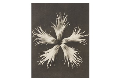 Lot 121 - Karl Blossfeldt (1866-1932)