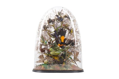 Lot 657 - TAXIDERMY: A VICTORIAN DOME DISPLAY OF EXOTIC BIRDS, LATE 19TH CENTURY