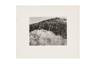 Lot 320 - Edward Weston (1886-1958)