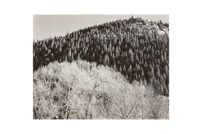 Lot 226 - Edward Weston (1886-1958)