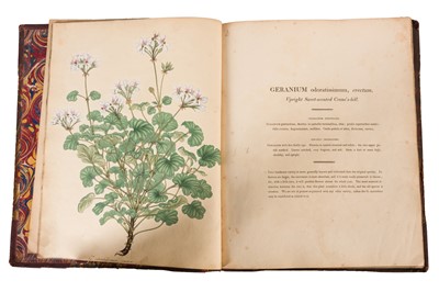 Lot 102 - Andrews. Geraniums 1805