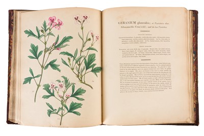 Lot 102 - Andrews. Geraniums 1805