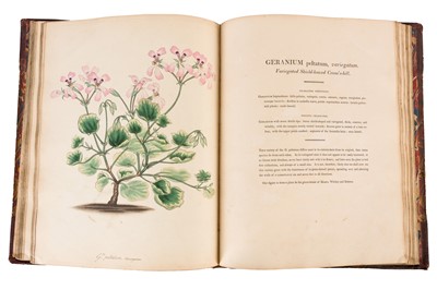 Lot 102 - Andrews. Geraniums 1805