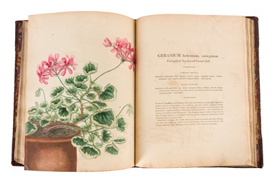 Lot 102 - Andrews. Geraniums 1805