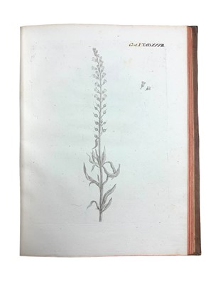 Lot 91 - Natural History: Amman (Johan)