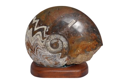 Lot 220 - A LARGE GONIATE FOSSIL. ATLAS MOUNTAINS, MOROCCO, DEVONIAN PERIOD, 380 MILLION YEARS OLD.