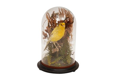 Lot 218 - A VICTORIAN TAXIDERMY CANARY, ATTRIBUTED TO THOMAS EDWARD GUNN (1844-1923) OF NORWICH