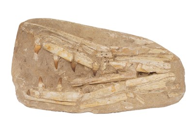 Lot 463 - AN IMPRESSIVE MOSASAUR JAW FOSSIL WITH SEVEN TEETH, CRETACEOUS PERIOD