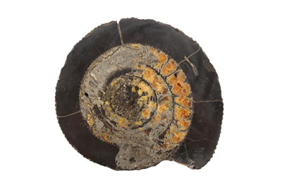 Lot 222 - A LARGE AMMONITE FOSSIL, HALF ALBIAN STAGE, CRETACEOUS PERIOD