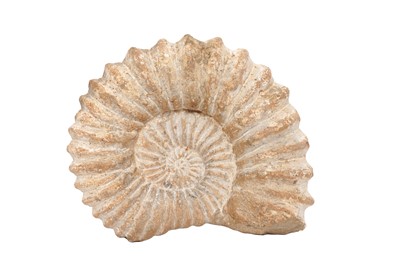 Lot 223 - A LARGE AMMONITE, CRETACEOUS PERIOD