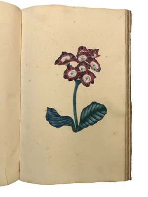 Lot 63 - Natural History: An album of watercolours
